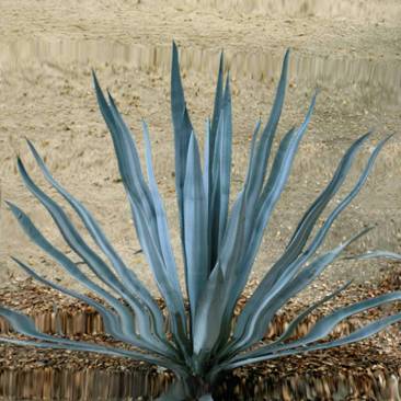 Anri-Sala-Untitled-Cactus-2-2011-C-type-print-50-x-50-cm-Edition-of-150