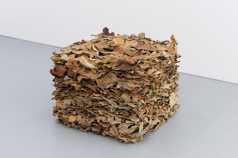 Wiebke Groesch_Frank Metzger, Untitled, 2014, Fig leaves