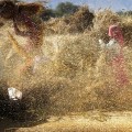 9-april,-Beawar--Indiase-boeren-dorsen-het-geoogste-tarwe-in-een-dorpje-in-de-provincie-Rajasthan